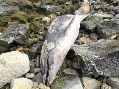 ...era adagiato tra le rocce e disteso su un fianco, con la bocca semichiusa